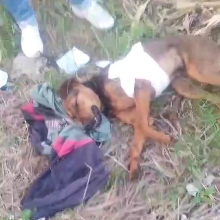 MUITO TRISTE - CACHORRINHO É ATROPELADO